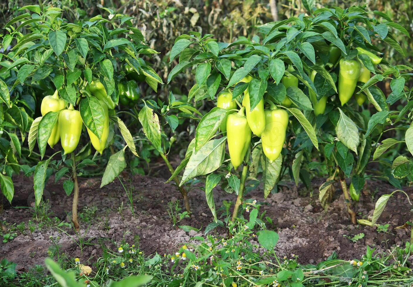 Green paprika plants photo