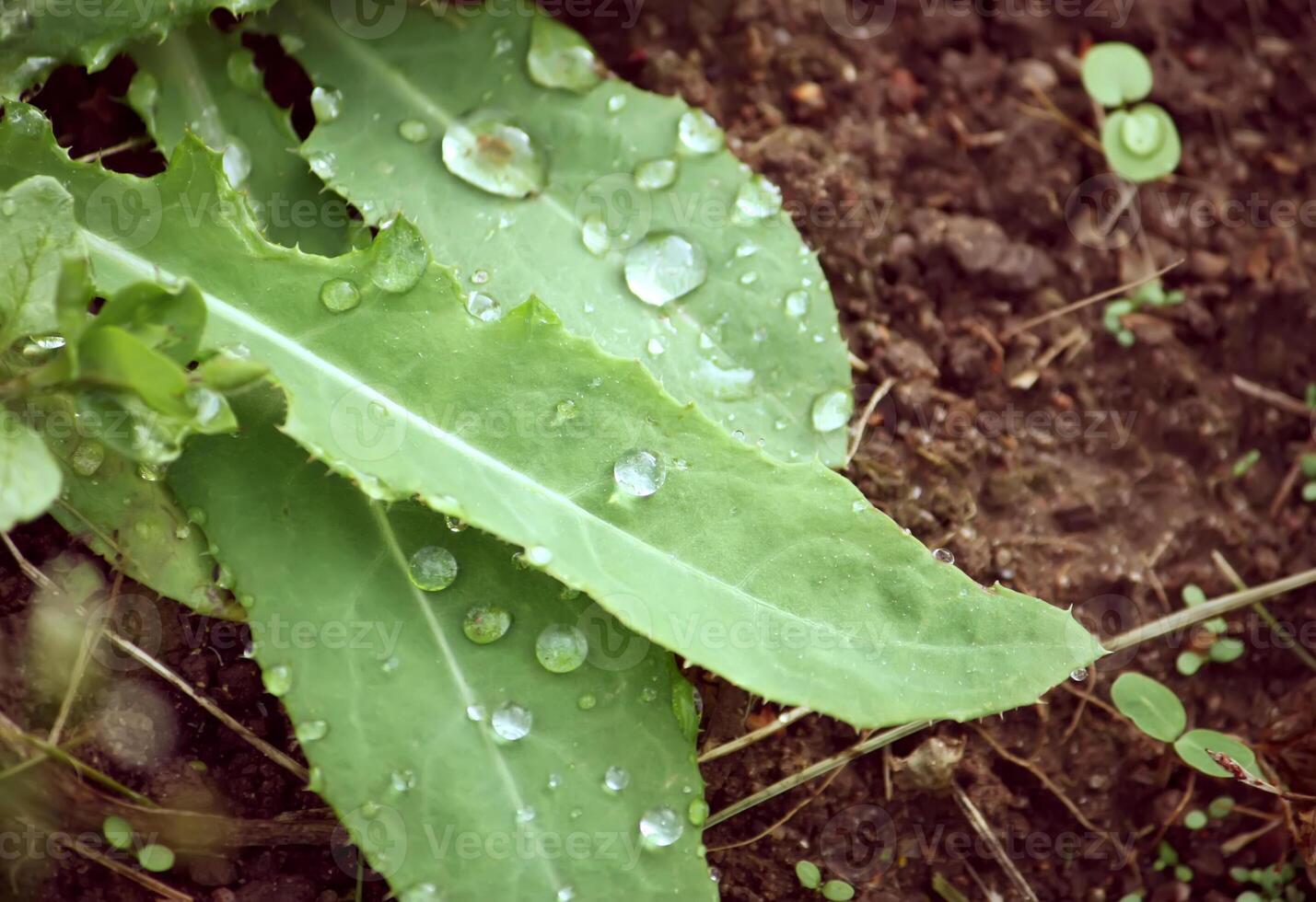 Vegetables growing in the greenhouse. photo