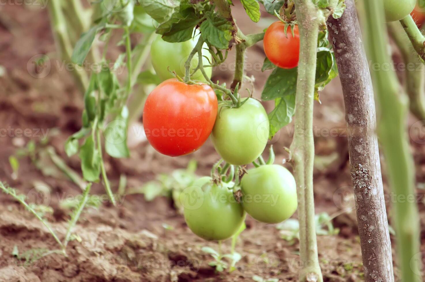 Vegetables growing in the greenhouse. photo