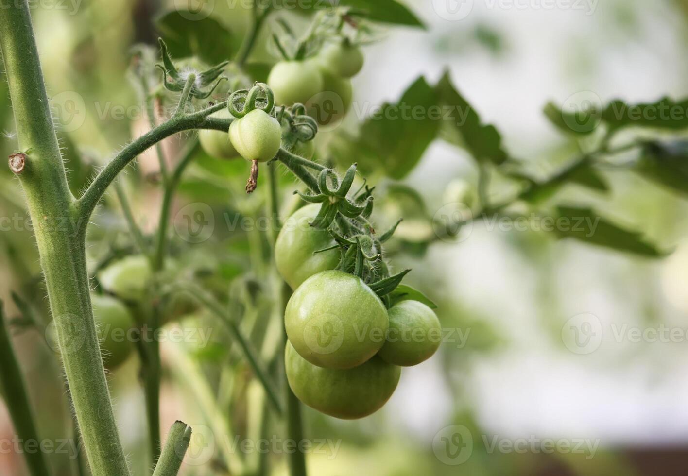 Vegetables growing in the greenhouse. photo