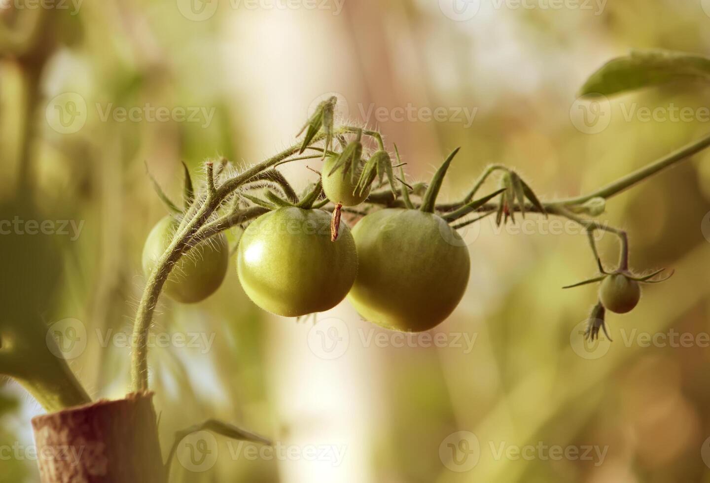 Vegetables growing in the greenhouse. photo