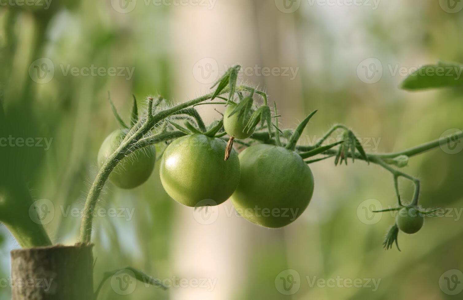 Unripe tomatoes in the greenhouse photo