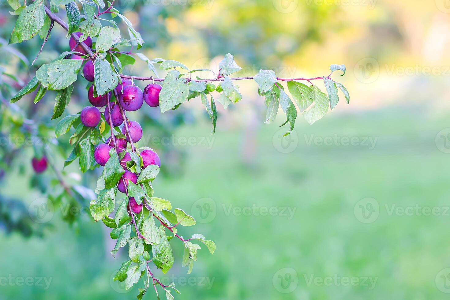 Plum tree branches with ripe sweet juicy fruits in sunset light photo