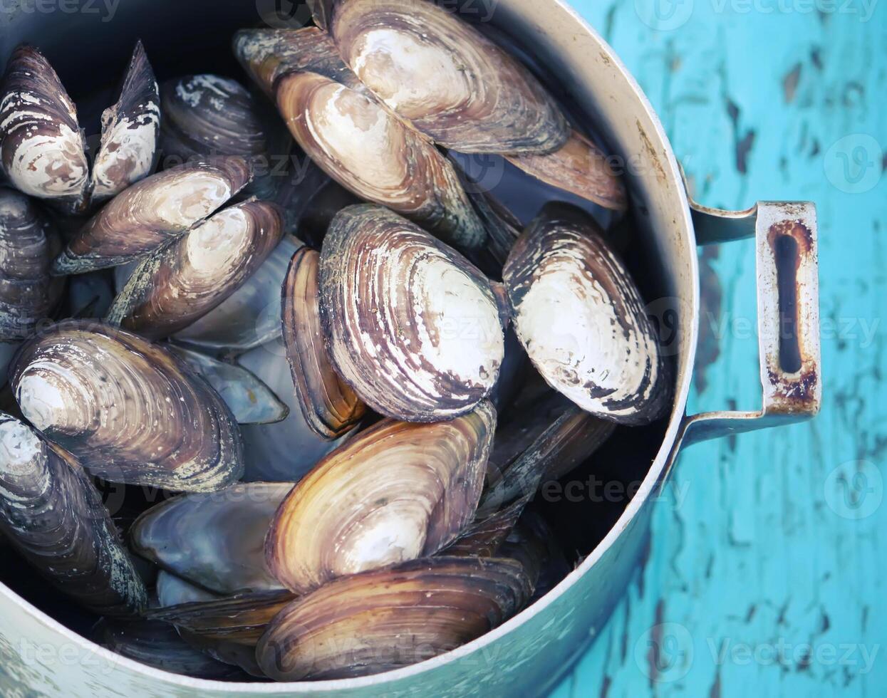 Mussels in an old pan photo