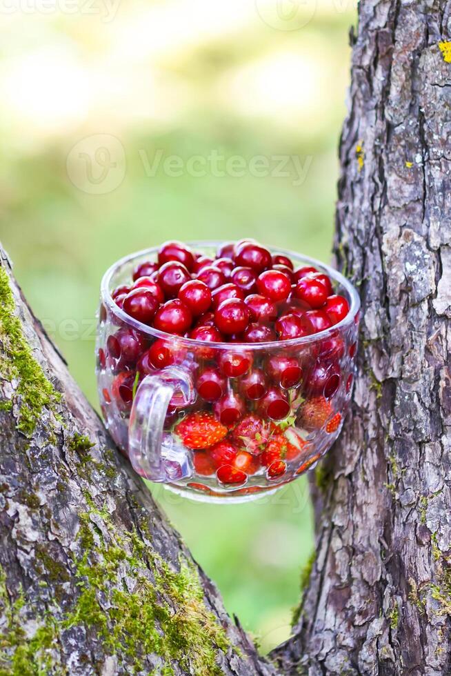 Ripe cherries in a transparent cup. Fresh red cherry fruits in summer garden in the countryside. photo