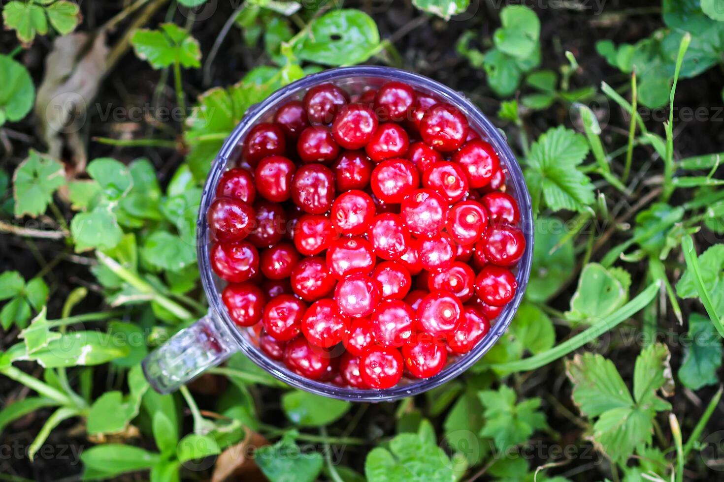 Ripe cherries. Fresh red cherry fruits in a transparent cup in summer garden in the countryside. photo