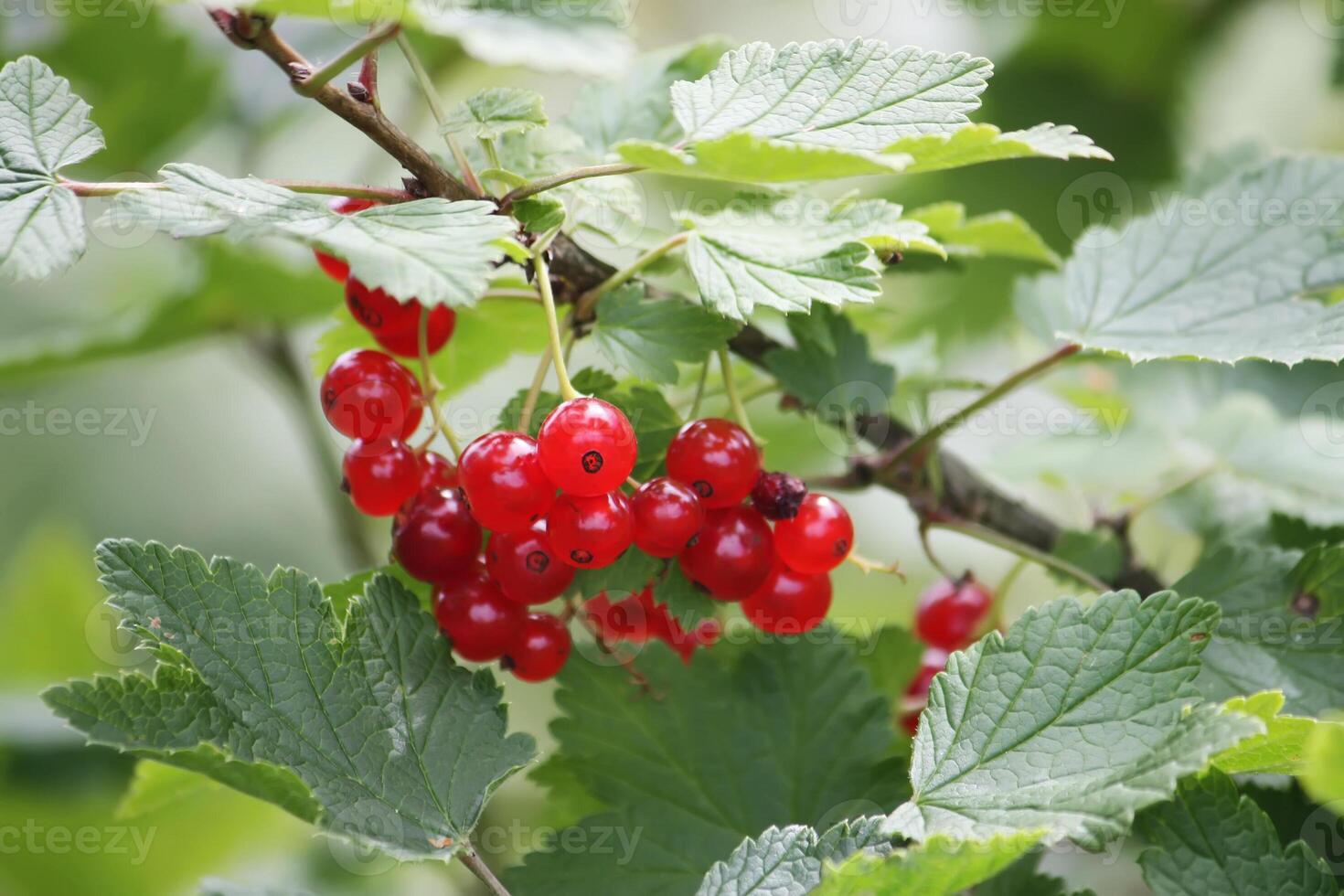 Red ripe currant photo