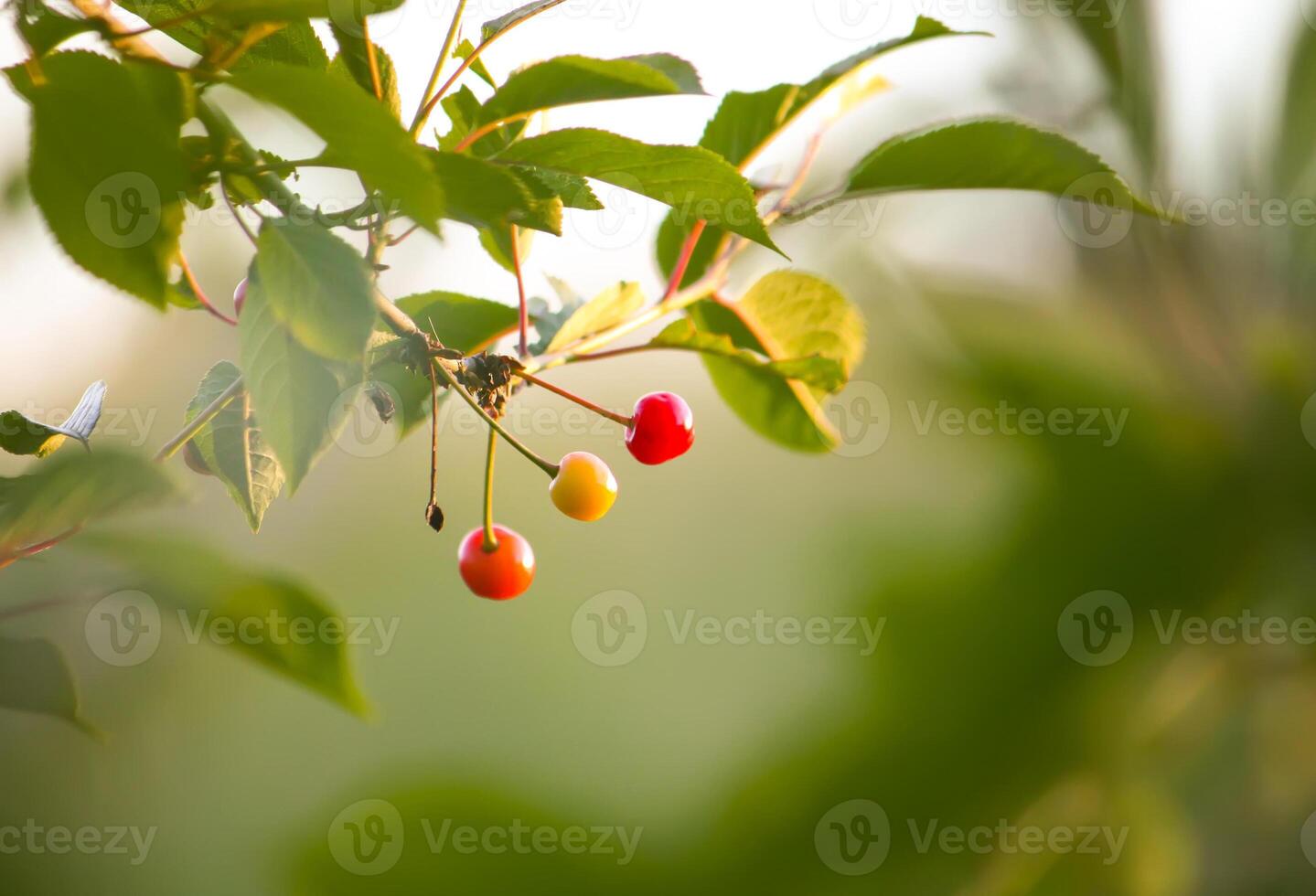 Ripe red cherries on cherry tree branch in summer park. photo