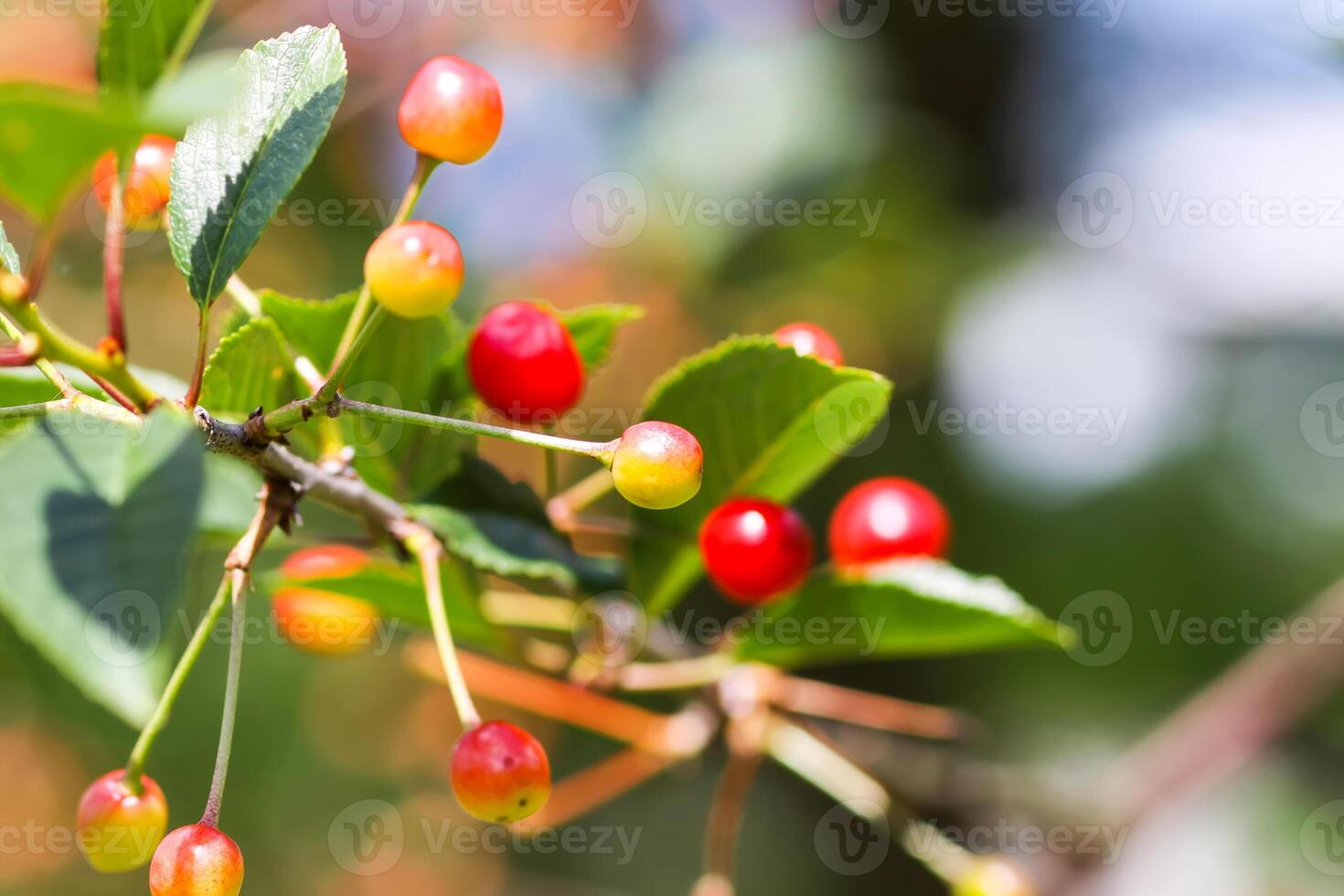 Ripe cherries on a tree. Fresh red cherry fruits in summer garden in the countryside. photo