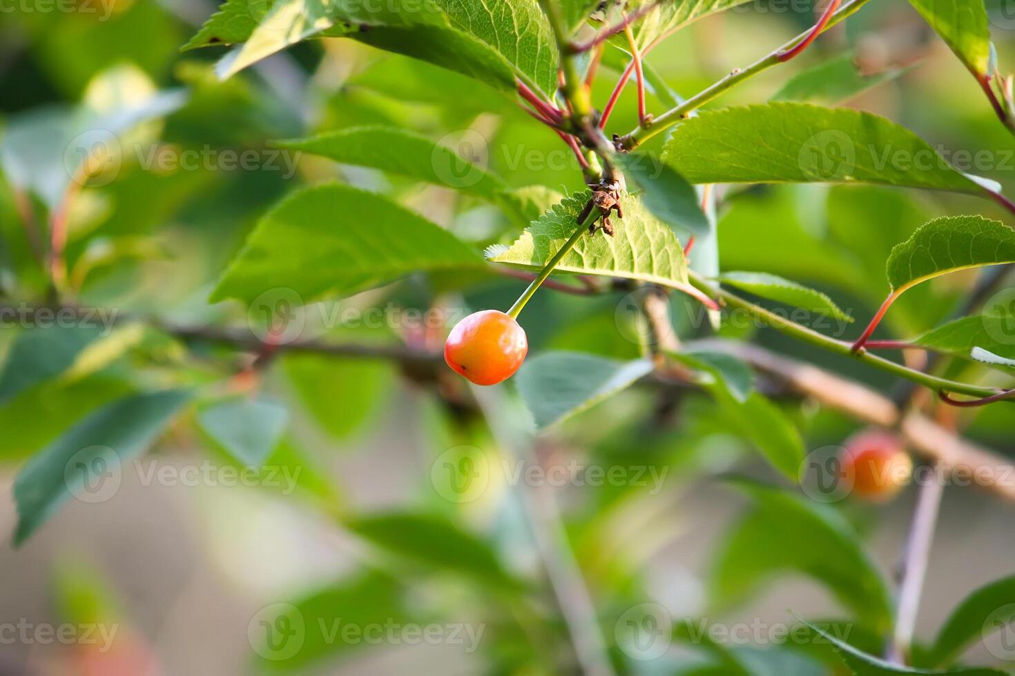Ripe red cherries on cherry tree branch in summer park. photo