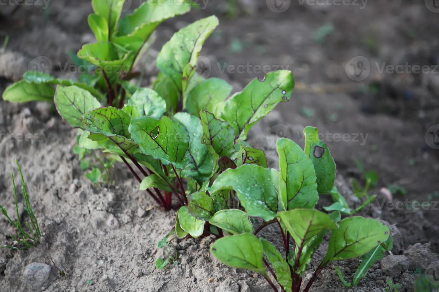 Beet growing in the kitchen-garden photo