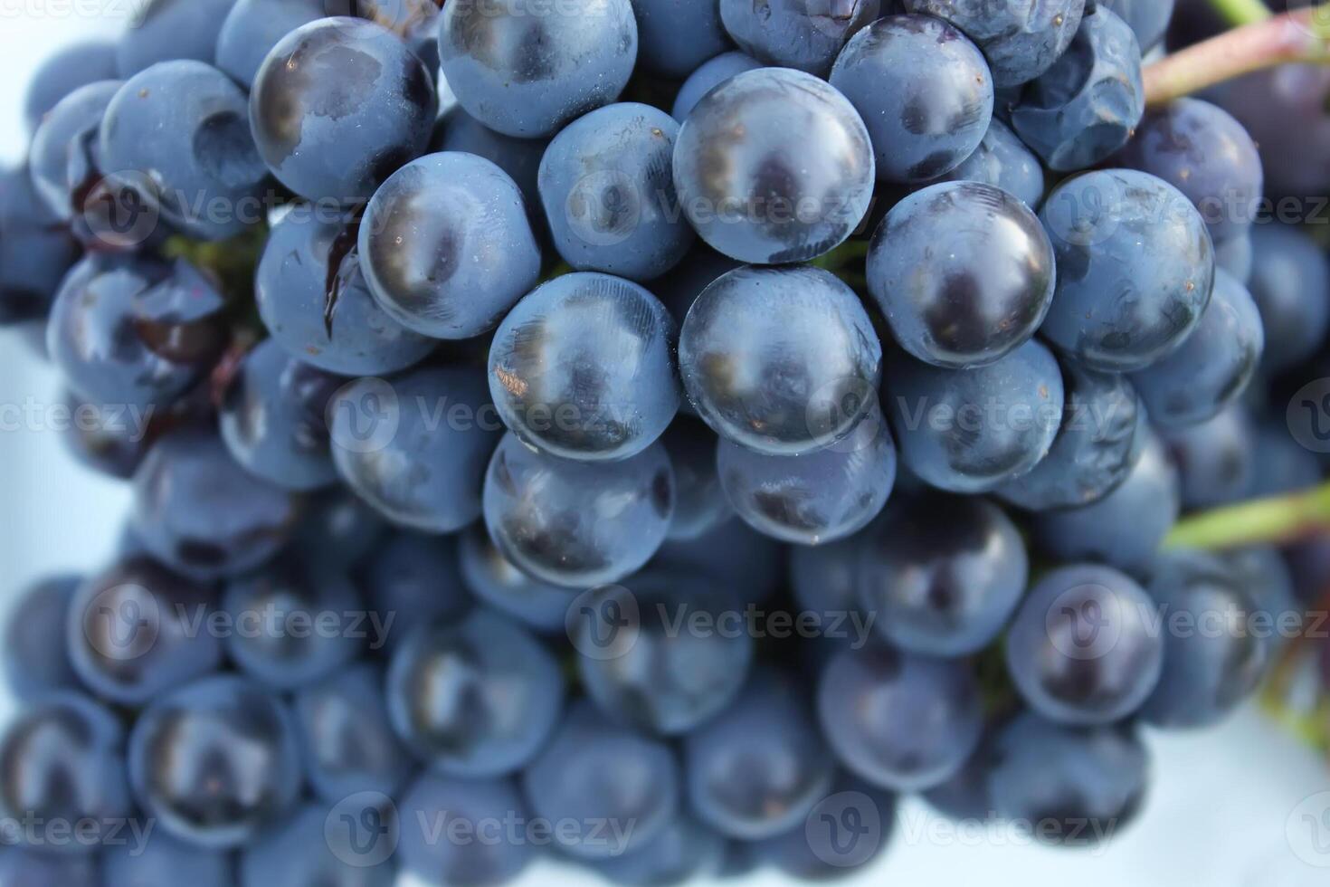 Ripe grapes outdoors photo