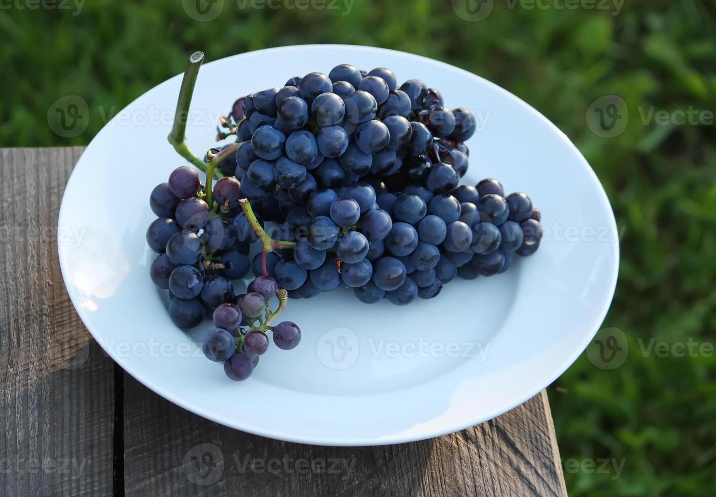 Ripe grapes outdoors photo