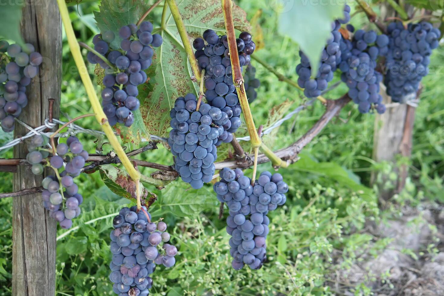 Ripe grapes outdoors photo