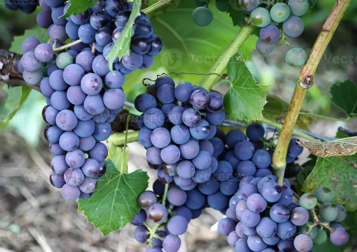 Ripe grapes outdoors photo