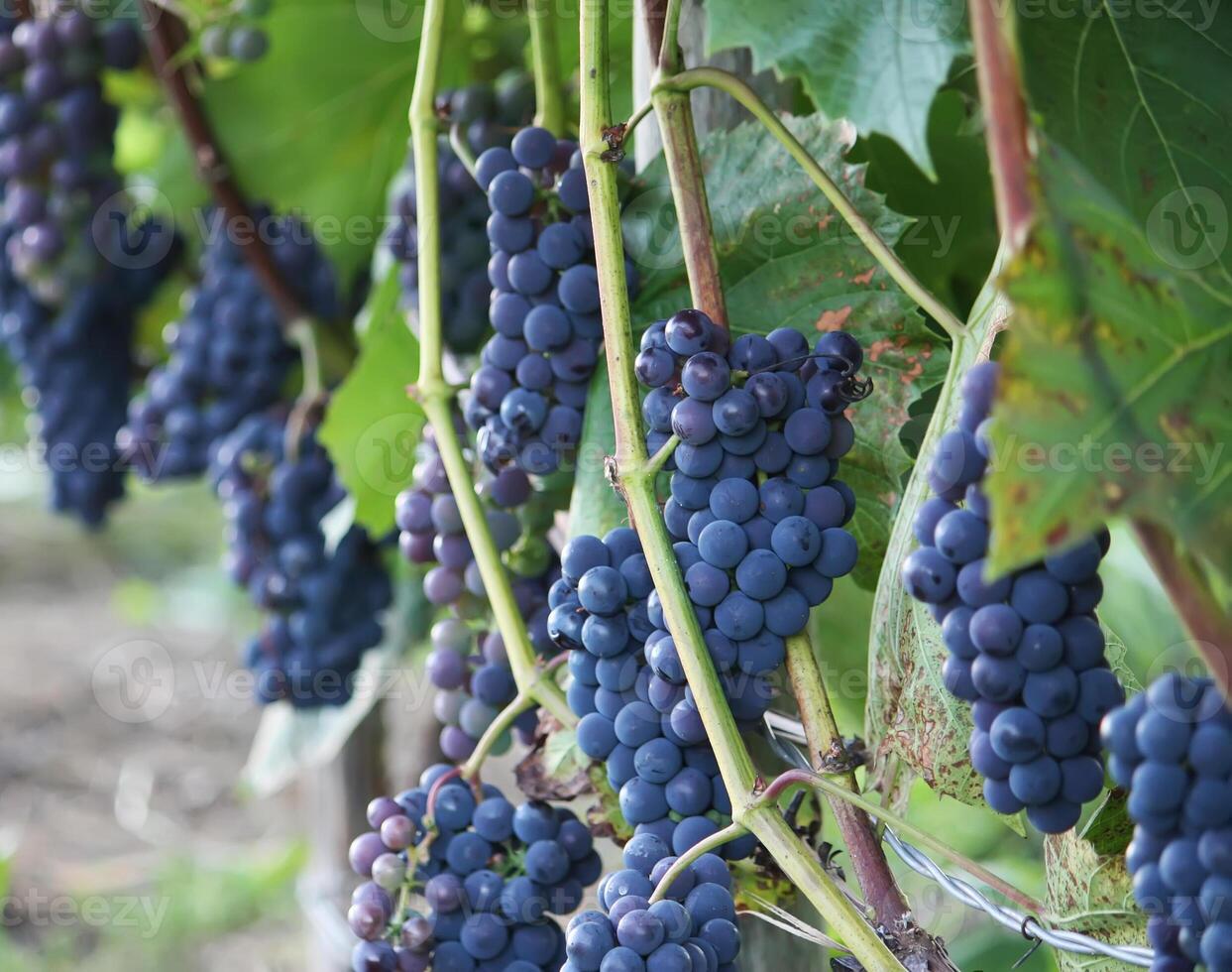 Ripe grapes outdoors photo
