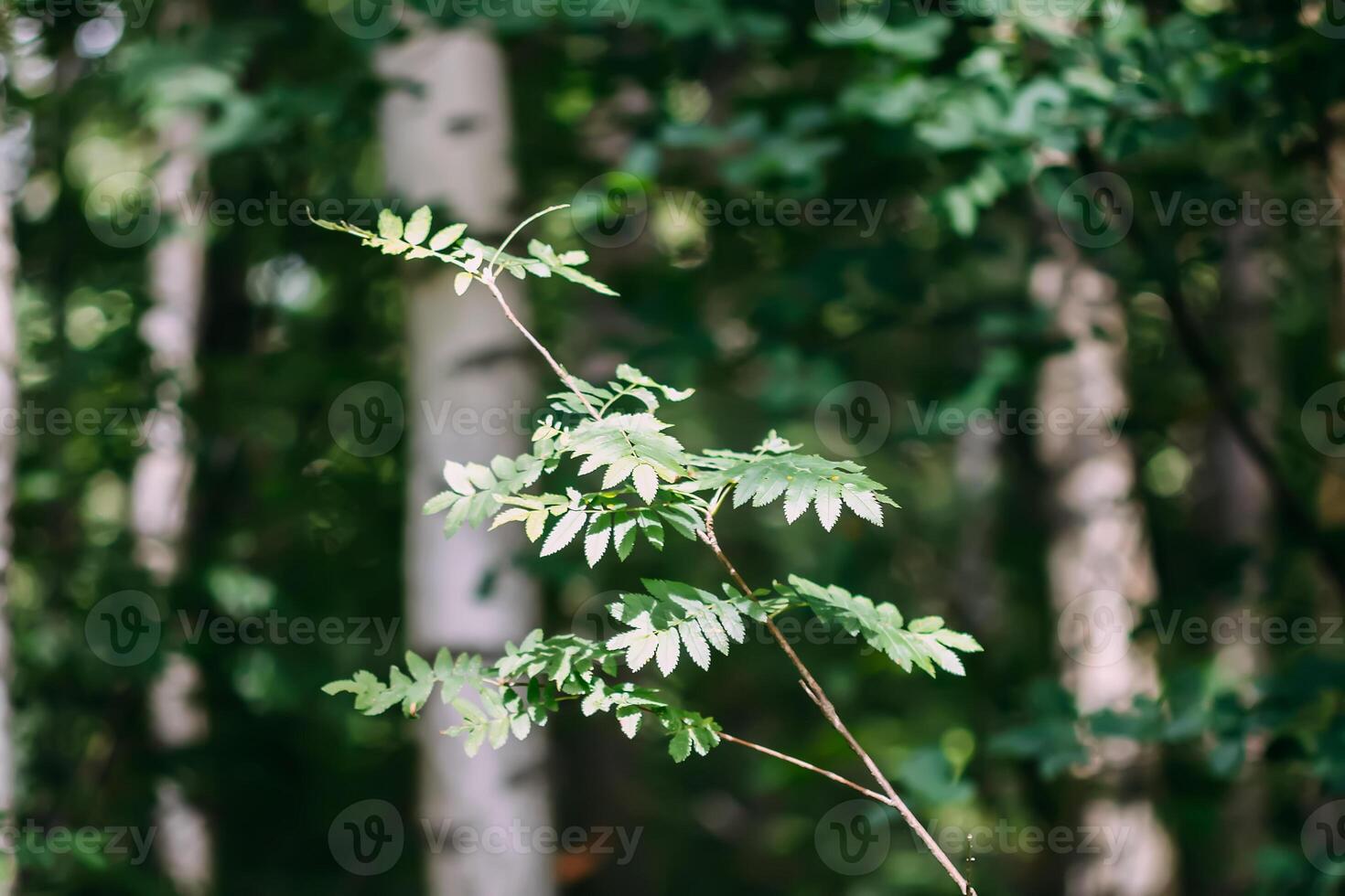 Wild plants in a summer forest in the countryside. photo