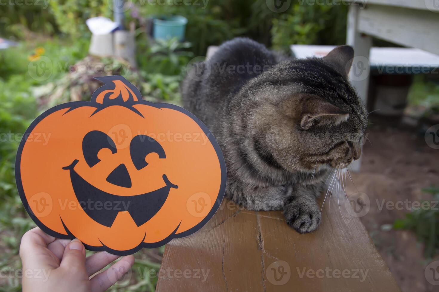 Lovely cat on wooden bench and Halloween decor outdoors. photo