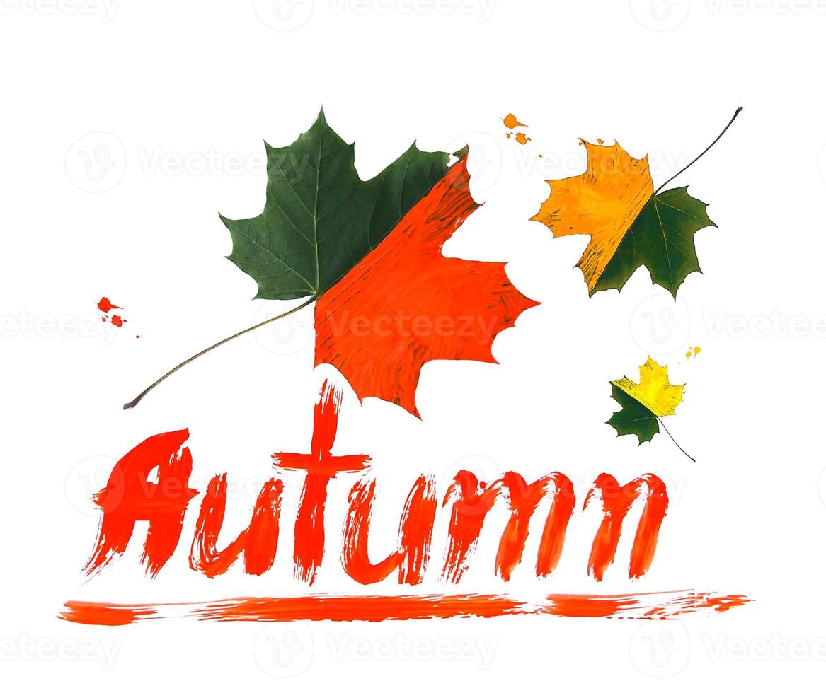 Bright fall maple leaves decorated with gouache paints on white background. Creative autumn design. photo