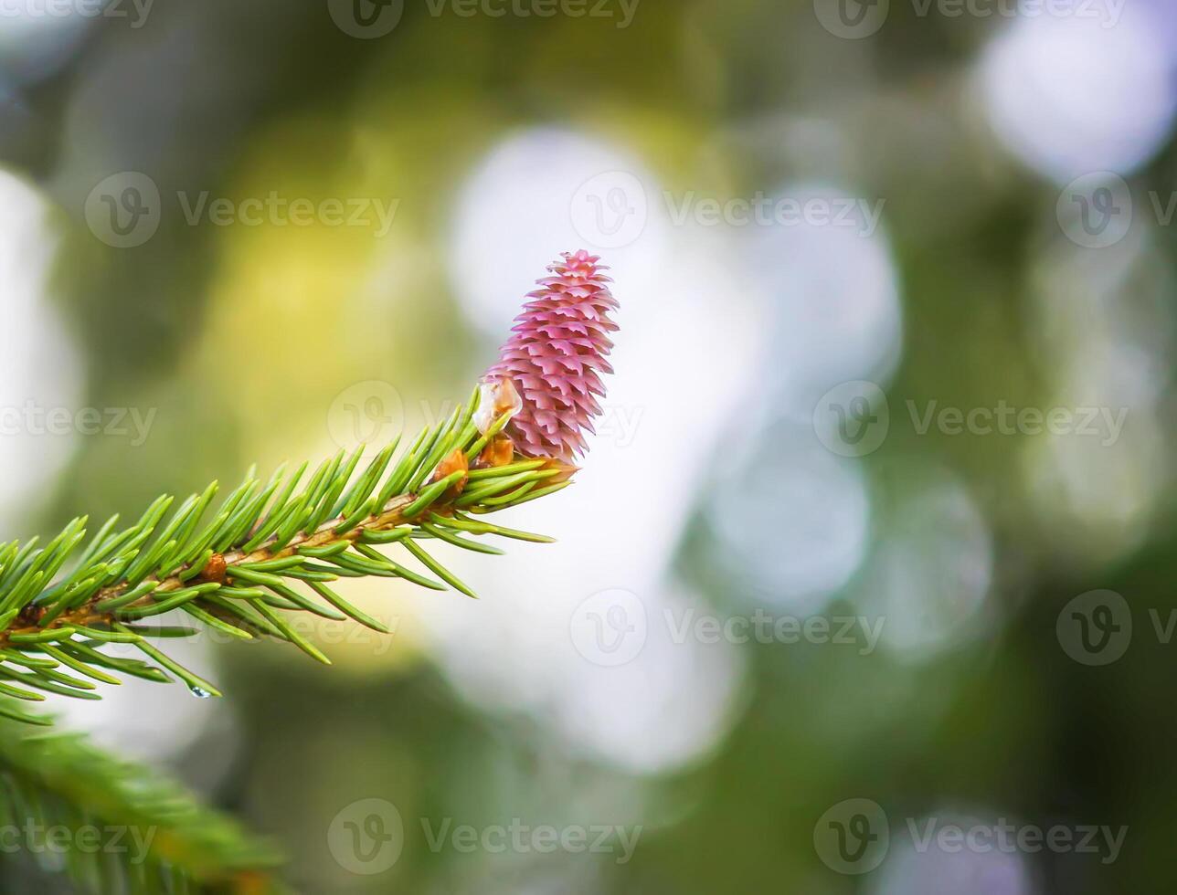 Fir tree branches with a young soft cones in April. Seasonal nature details. photo