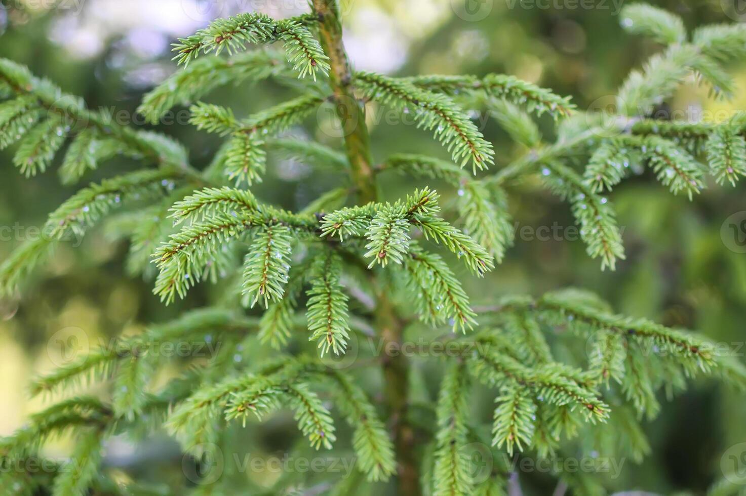Fir tree branches with a young soft cones in April. Seasonal nature details. photo