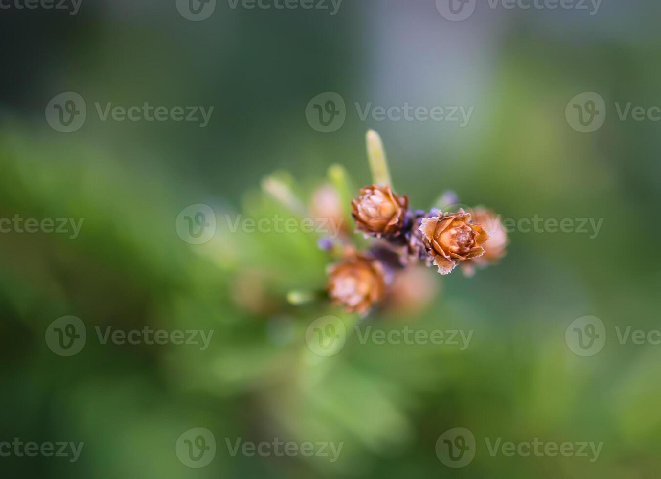 Fir tree branches with a young soft cones in April. Seasonal nature details. photo