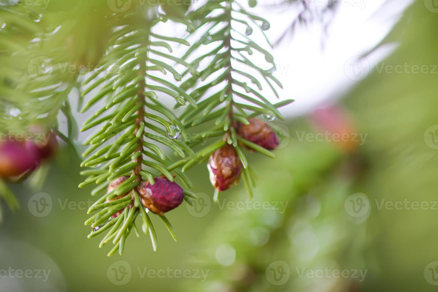 Fir tree branches with a young soft cones in April. Seasonal nature details. photo