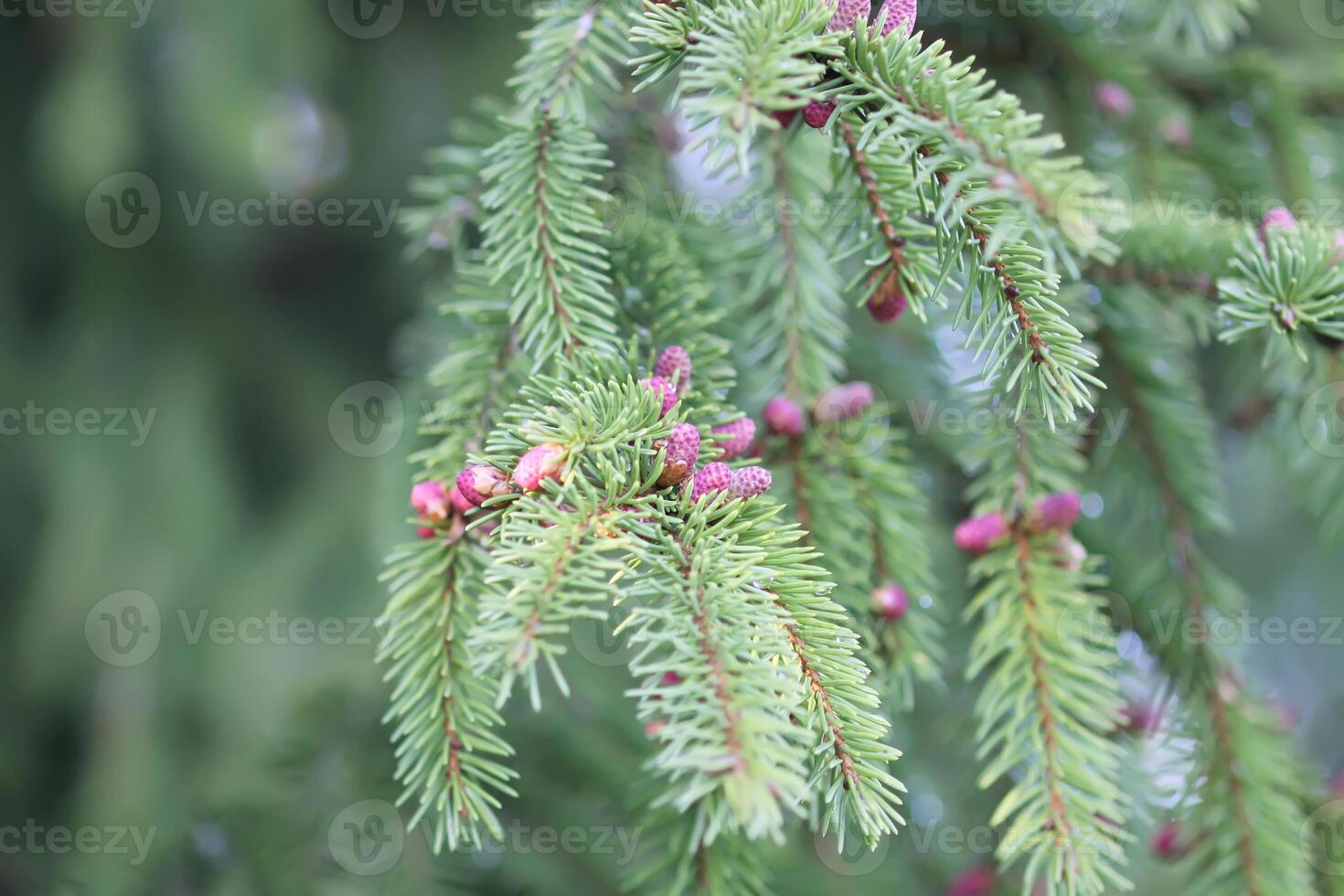 Fir tree branches with a young soft cones in April. Seasonal nature details. photo