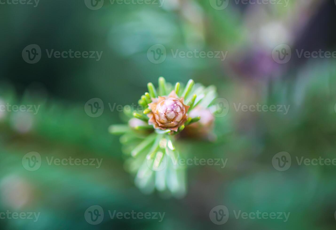 Fir tree branches with a young soft cones in April. Seasonal nature details. photo