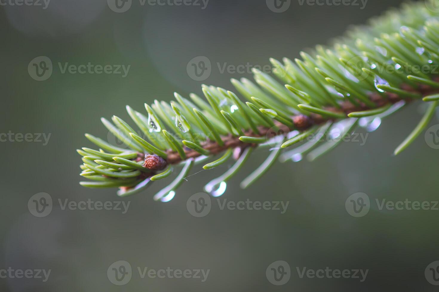 Fir tree branches with a young soft cones in April. Seasonal nature details. photo
