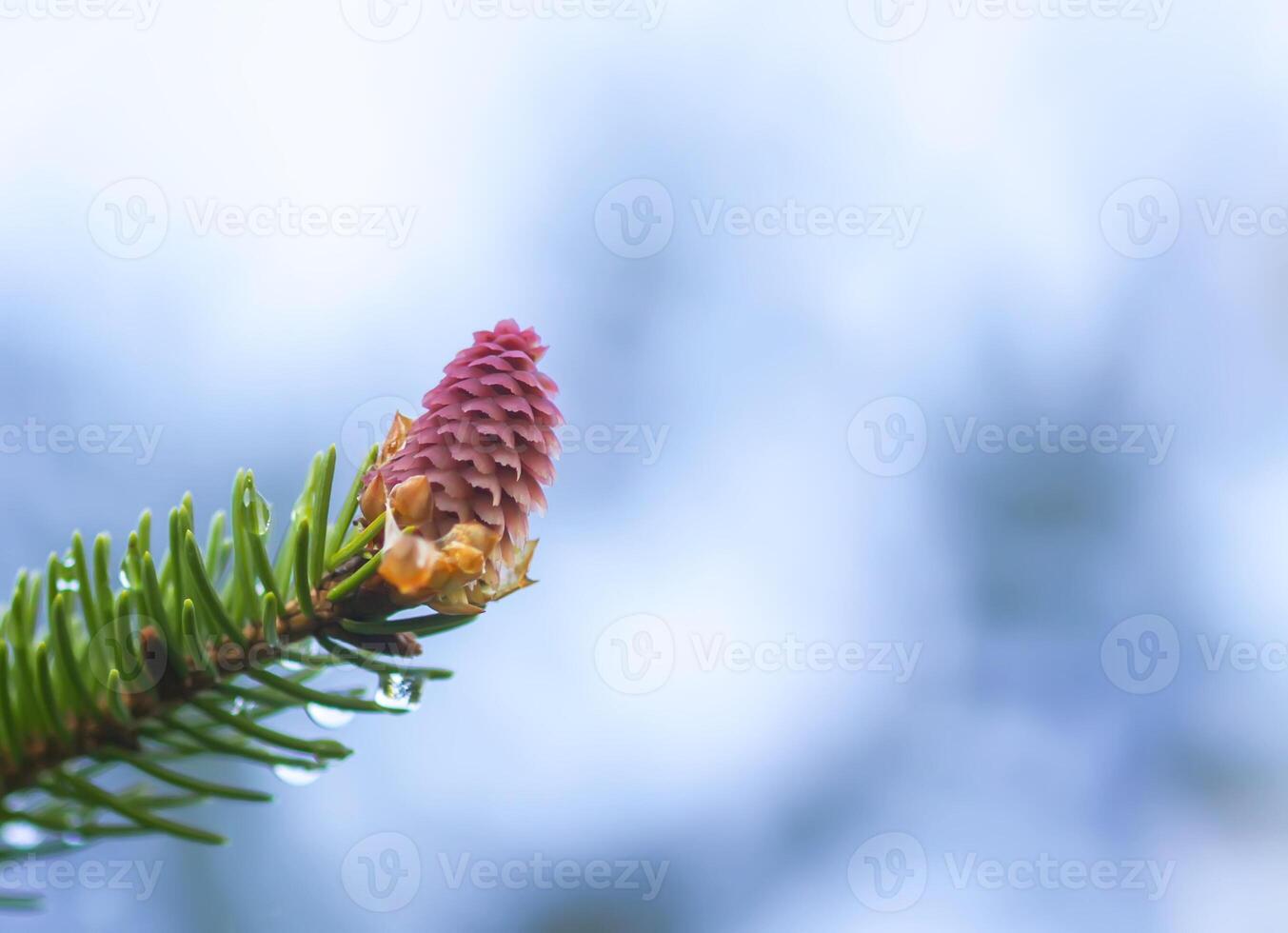 Fir tree branches with a young soft cones in April. Seasonal nature details. photo