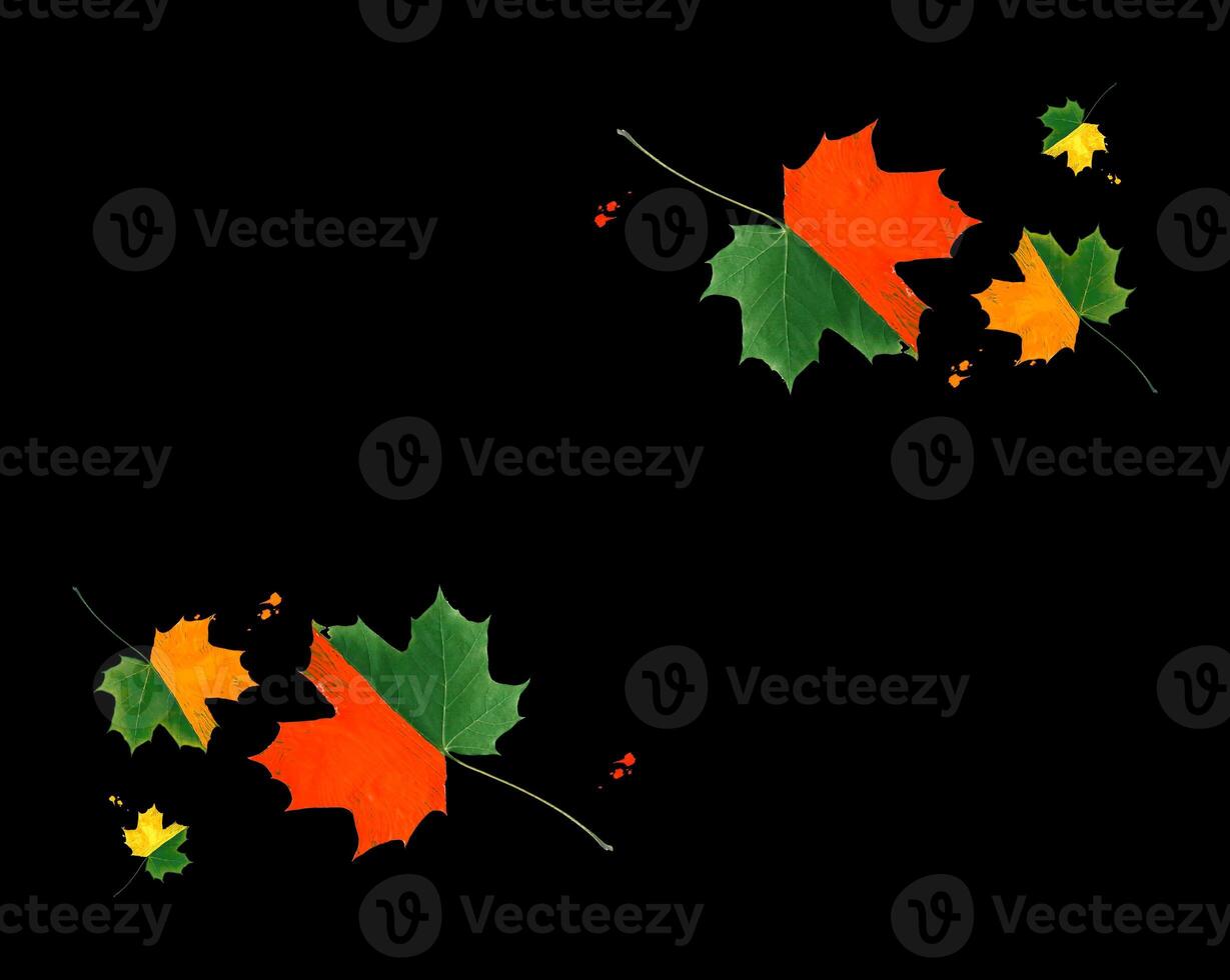 Symmetrical autumn design. Bright maple leaves decorated with gouache paints on black background. photo