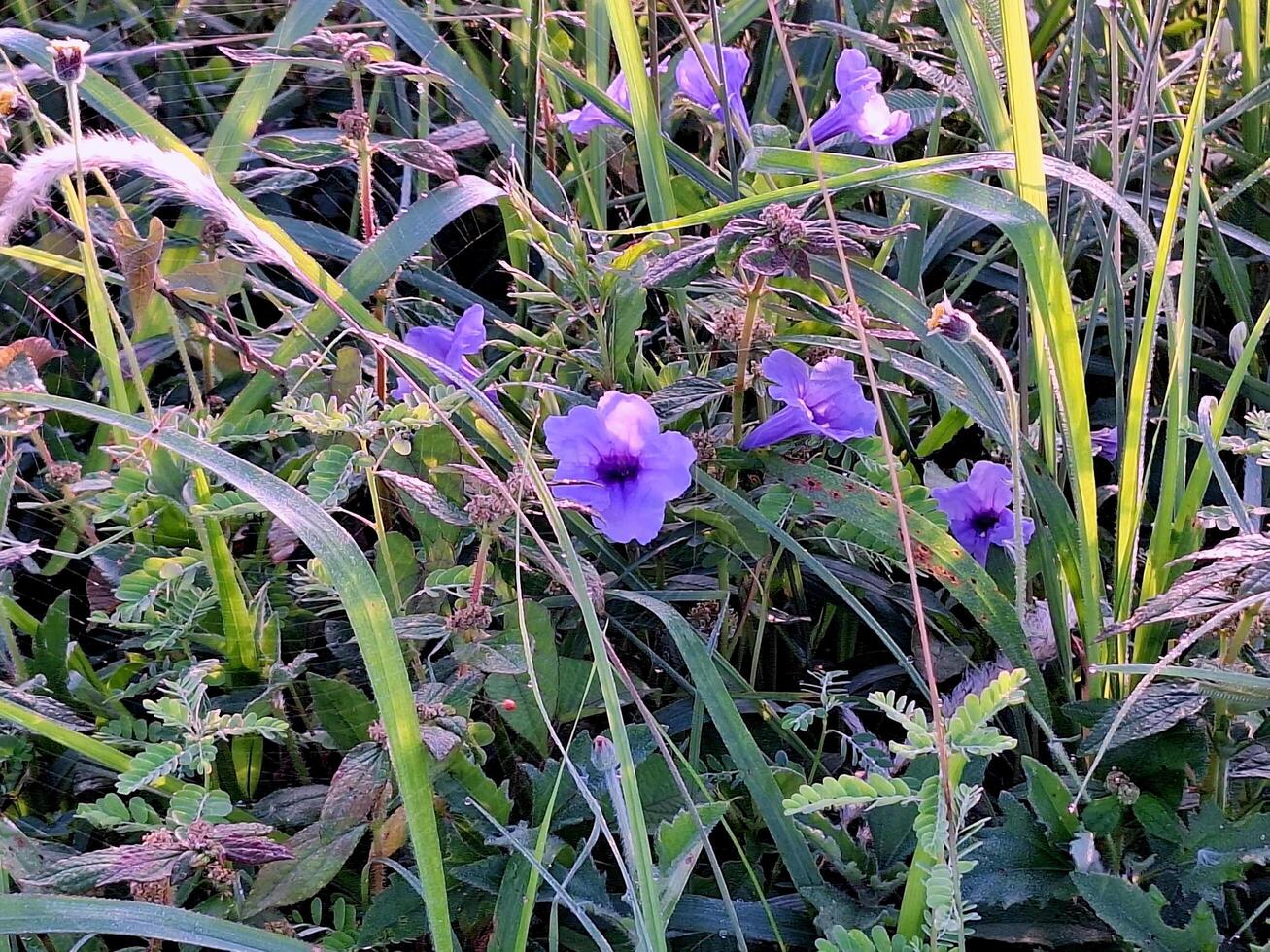 Close-up of a group of cute purple flowers. photo