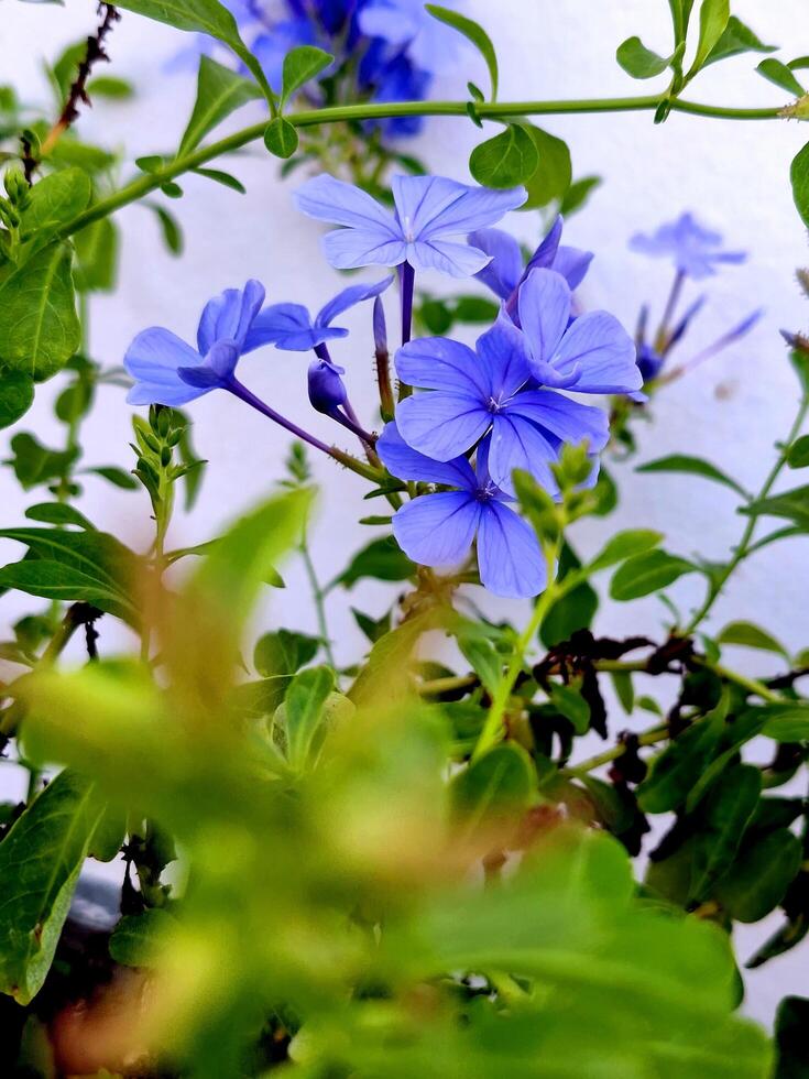Close-up of a group of beautiful Plumbaginaceae. photo
