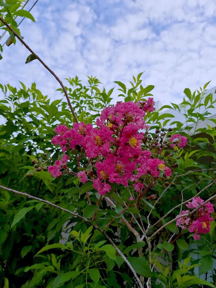 Close-up of pink Lagerstroemia indica. photo