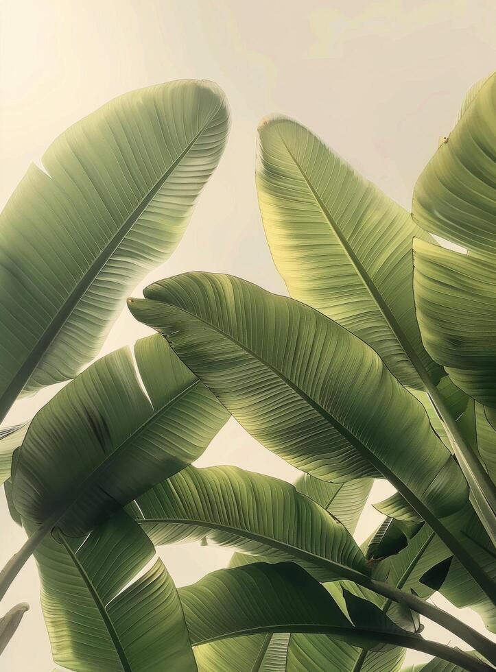Lush Green Palm Fronds Against A Soft Morning Sky photo