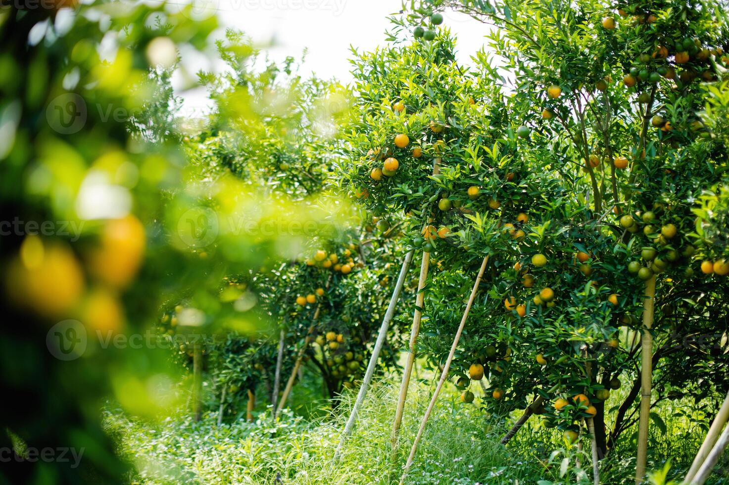 Oranges are sweet and sour fruits and are high in vitamin C. The Bulbul orchard is free from chemicals, the produce from the orchard that bears fruit according to the season. photo