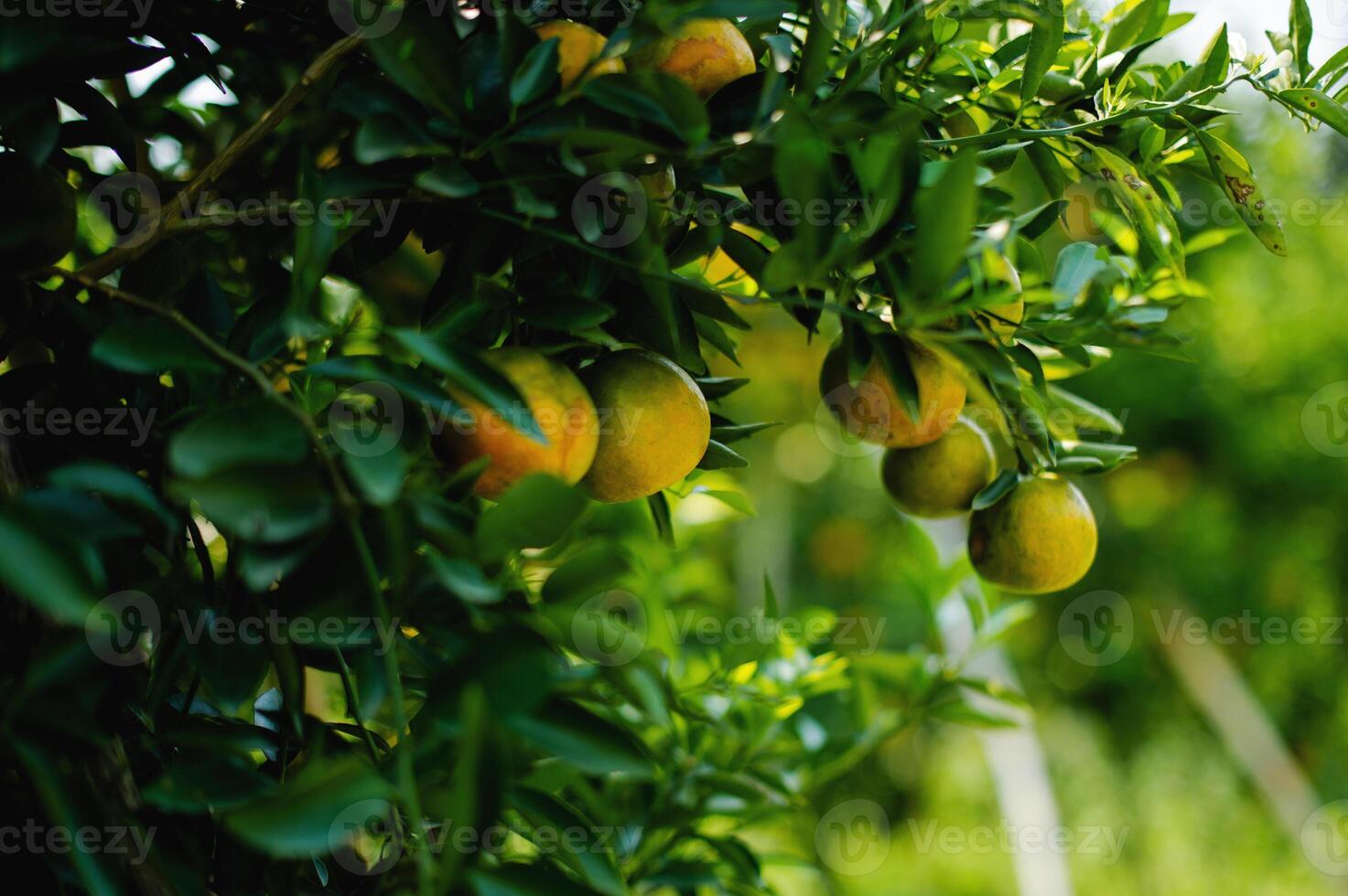 Oranges are sweet and sour fruits and are high in vitamin C. The Bulbul orchard is free from chemicals, the produce from the orchard that bears fruit according to the season. photo