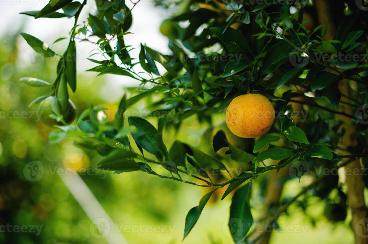 Oranges are sweet and sour fruits and are high in vitamin C. The Bulbul orchard is free from chemicals, the produce from the orchard that bears fruit according to the season. photo