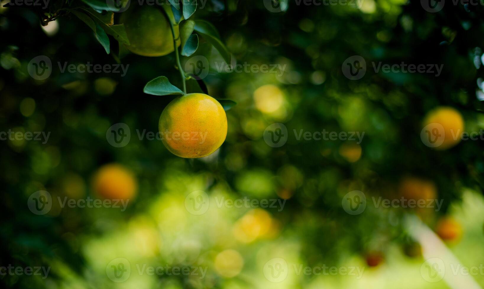 Oranges are sweet and sour fruits and are high in vitamin C. The Bulbul orchard is free from chemicals, the produce from the orchard that bears fruit according to the season. photo