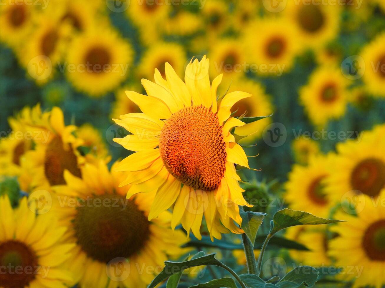 Beautiful Sunflower Field photo
