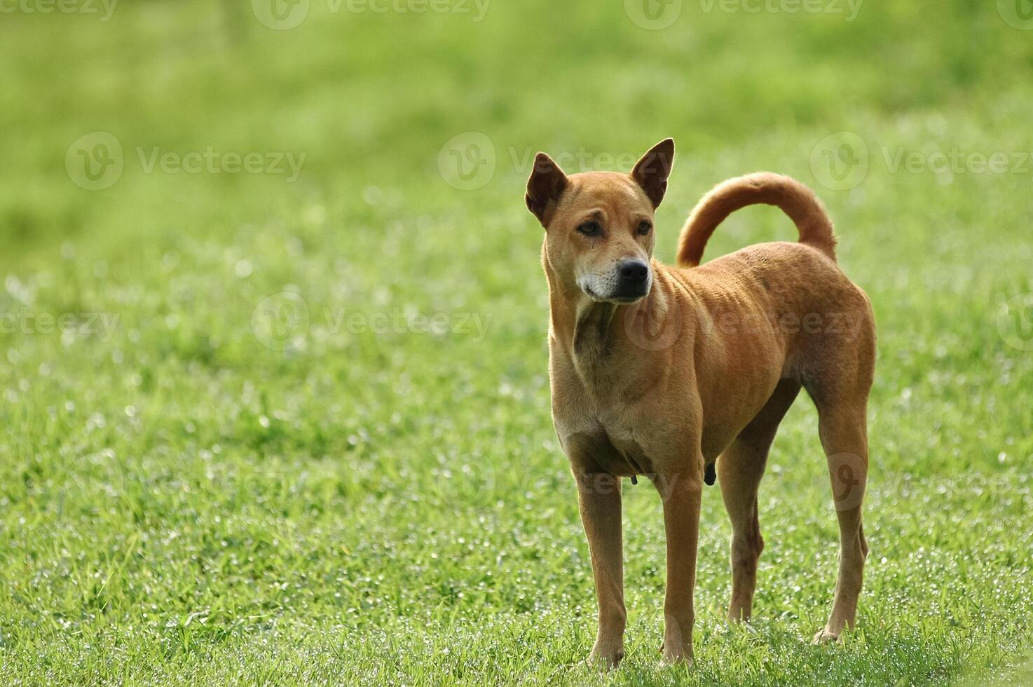 Thai dog happily stands on green grassy lawn photo