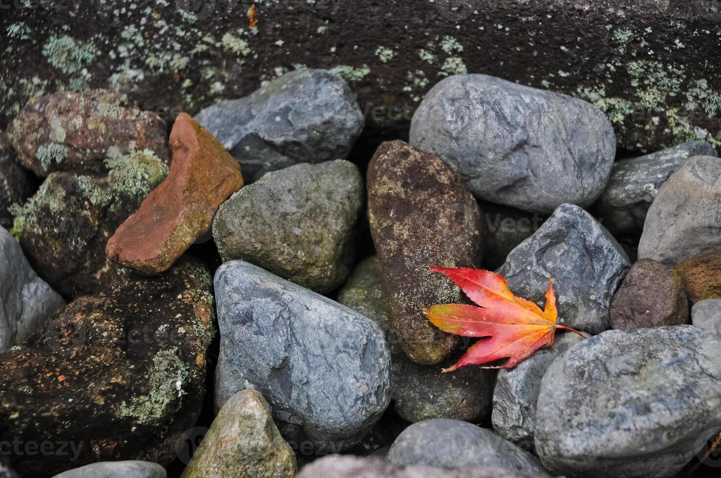 Red maple leafe on river stones and mossy background photo
