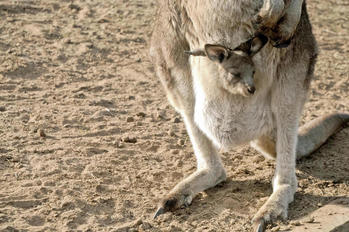 Little joey Kangaroo in a pouch photo
