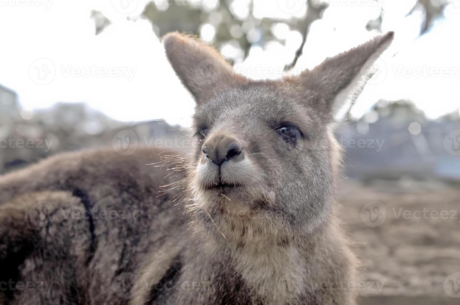Brown kangaroo looks up photo