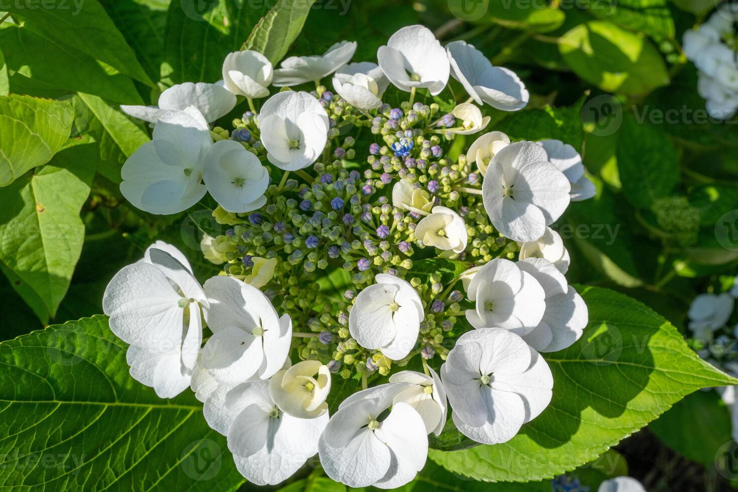 white blue flowering Hydrangea macrophylla photo