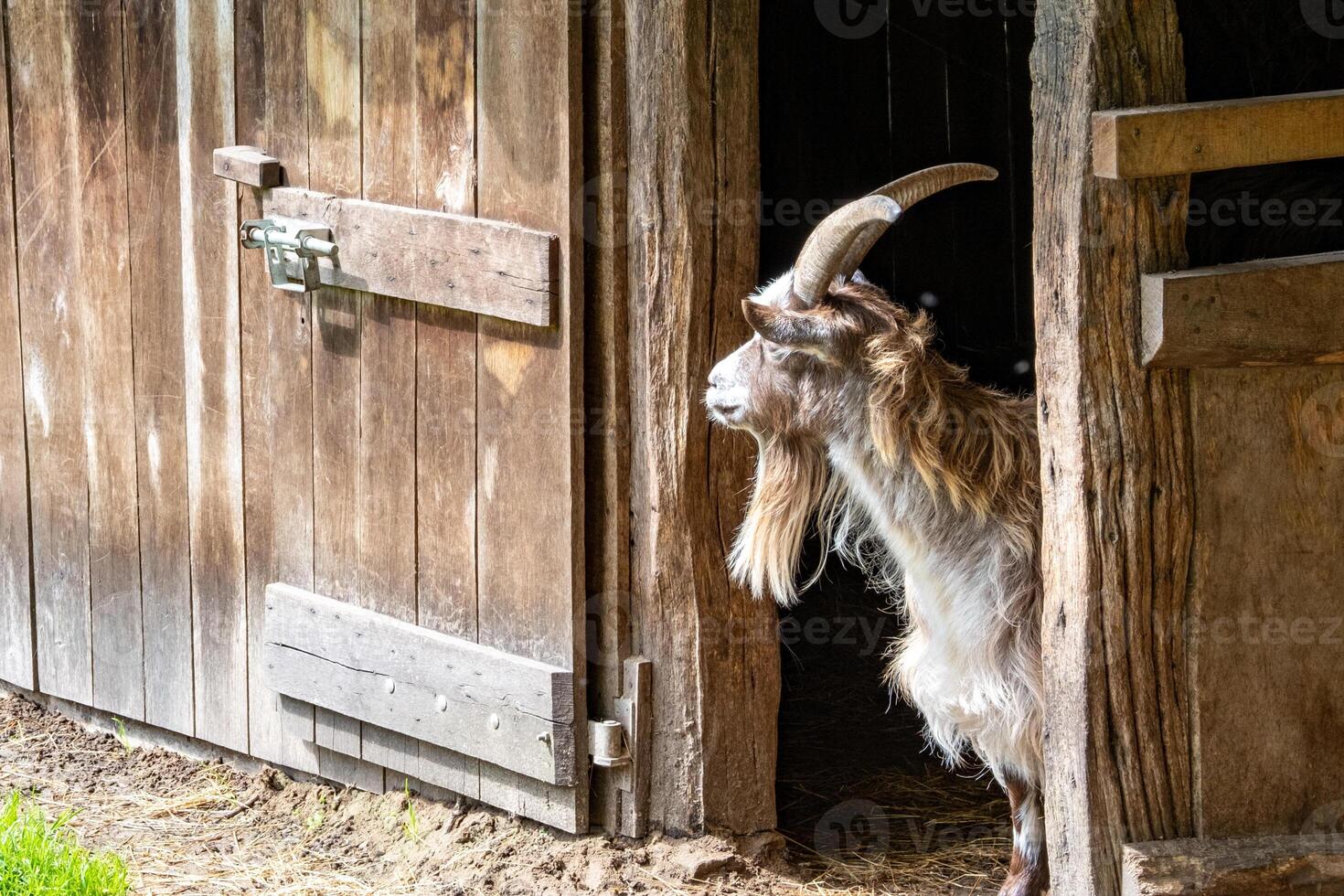 Dutch country goat looks out of the stable photo