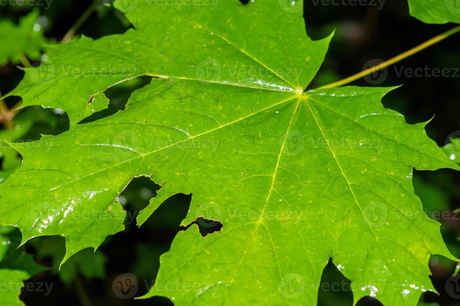 wet single large tree leaf after the rain photo