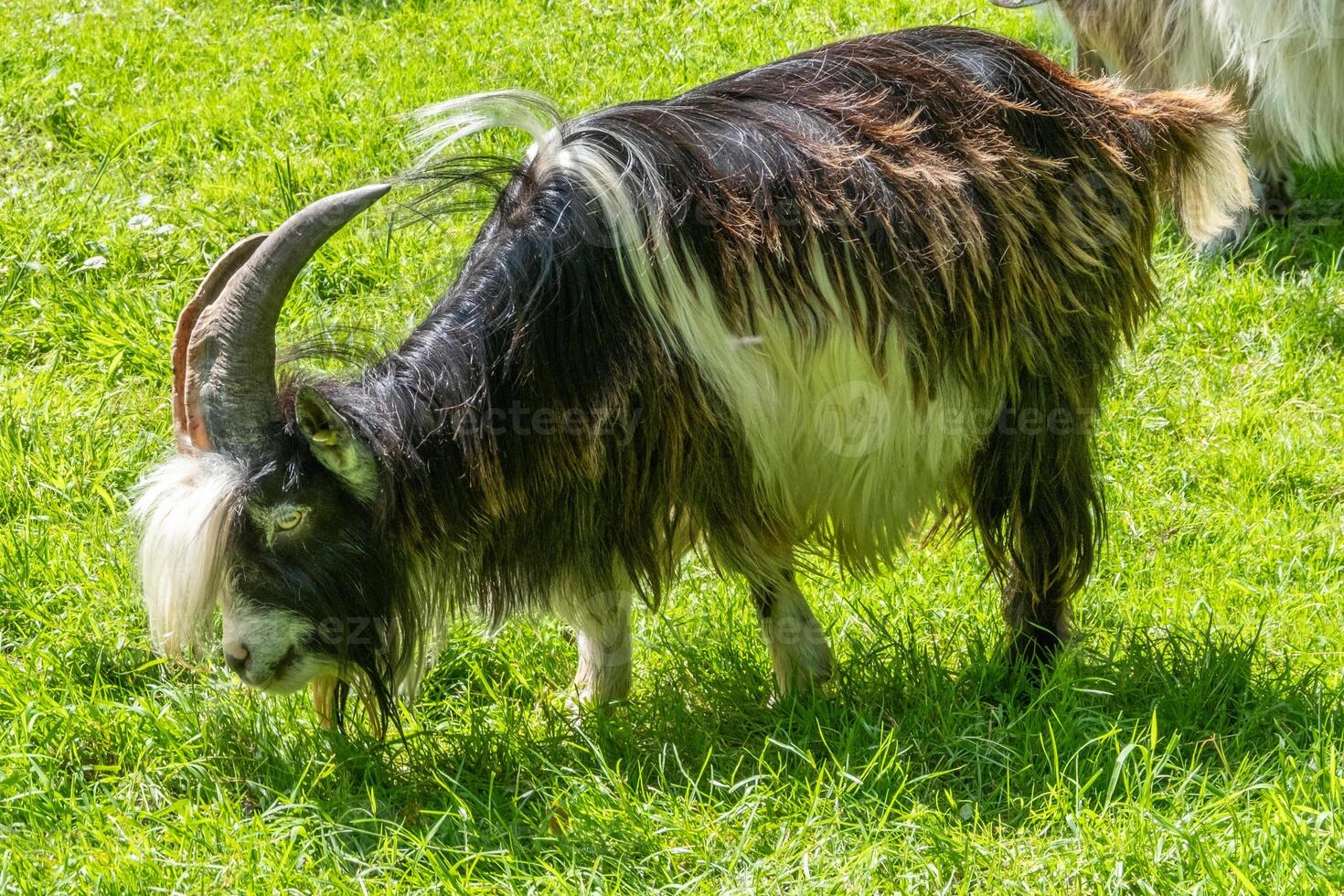 Dutch country goat on meadow photo