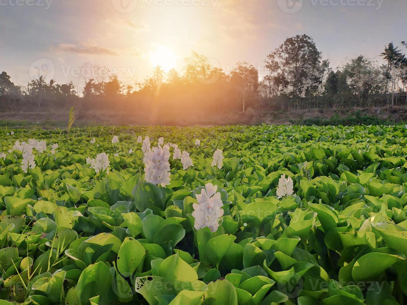 Stunning views illuminate the green lotus plants with a focal point of lush plants, plus a cinematic atmosphere from the sunlight photo